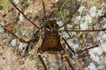 Media type: image; Invertebrate Zoology 144012